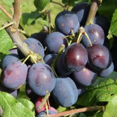 5038838001208 1 Damson Merryweather Bush St Jul A 12L.jpg